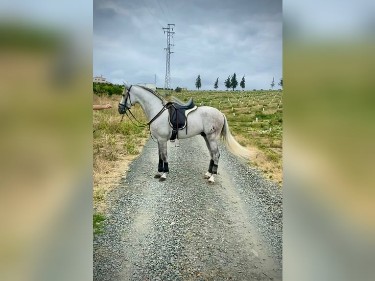 PRE Mix Hengst 5 Jaar 156 cm Schimmel in Galaroza