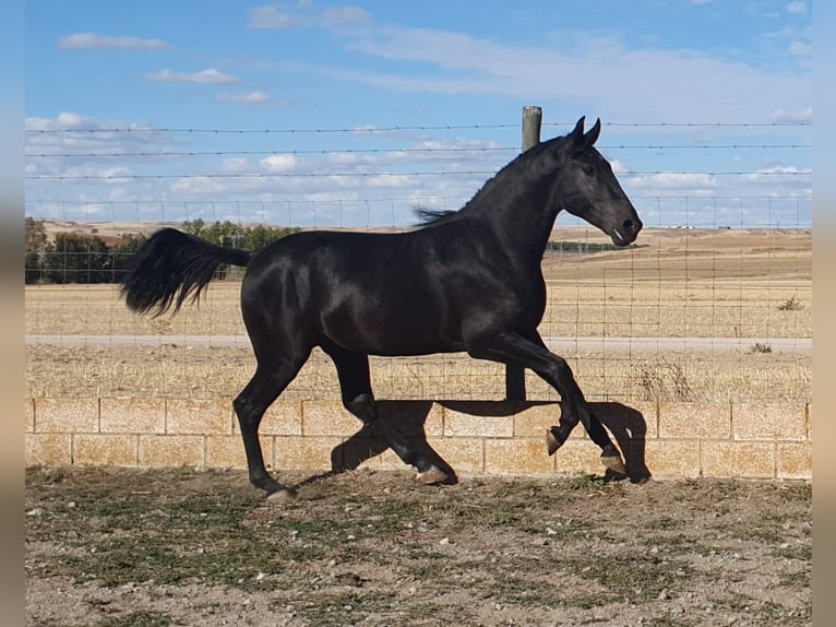 PRE Mix Hengst 5 Jaar 157 cm Donkerbruin in Madrid