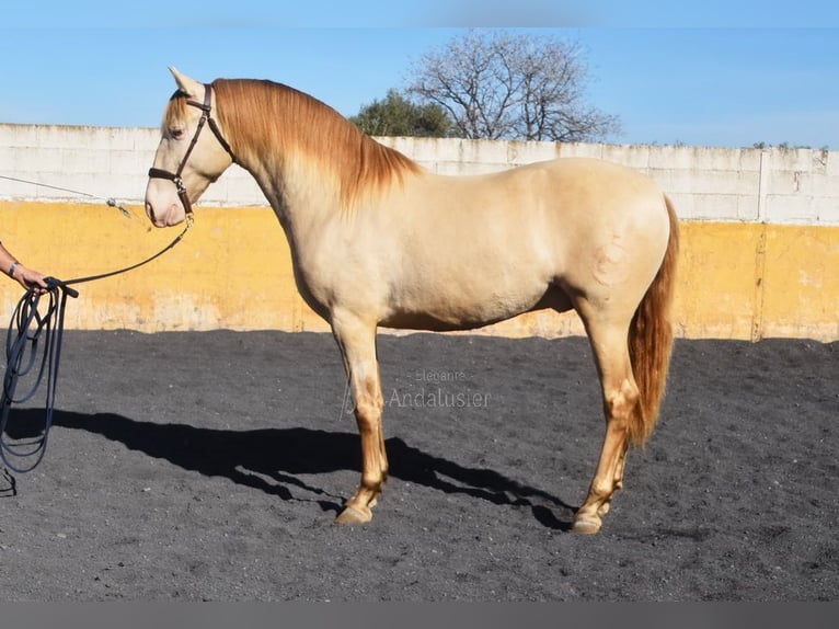 PRE Hengst 5 Jaar 157 cm Pearl in Provinz Granada