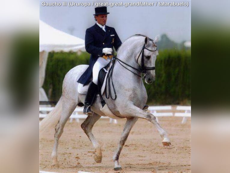 PRE Hengst 5 Jaar 157 cm Pearl in Provinz Granada