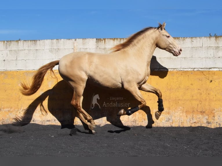 PRE Hengst 5 Jaar 157 cm Pearl in Provinz Granada