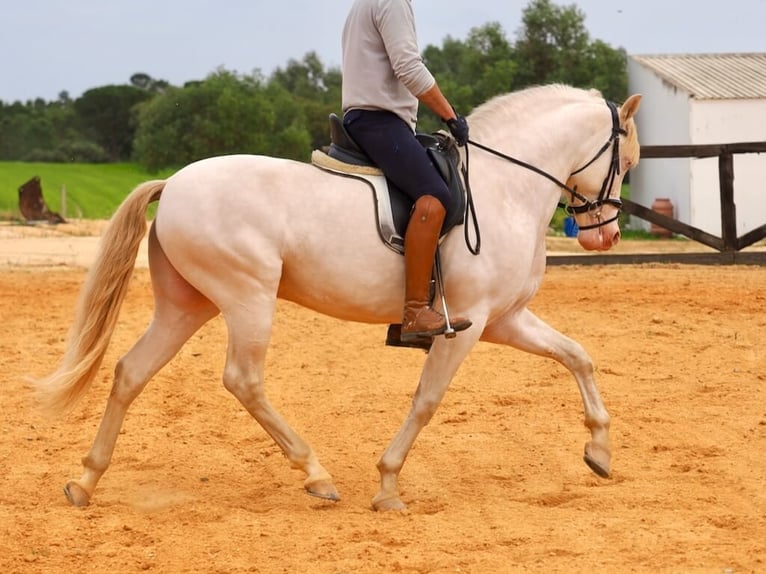 PRE Mix Hengst 5 Jaar 157 cm Perlino in Navas Del Madroño