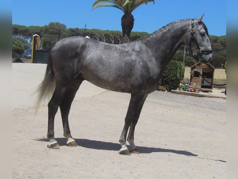 PRE Mix Hengst 5 Jaar 158 cm Appelschimmel in Oststeinbek