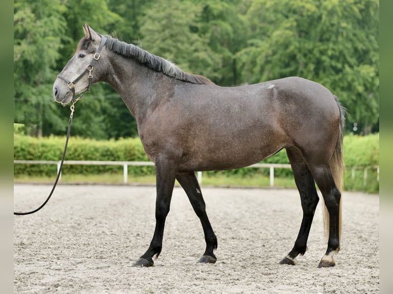 PRE Mix Hengst 5 Jaar 158 cm Blauwschimmel in Neustadt (Wied)