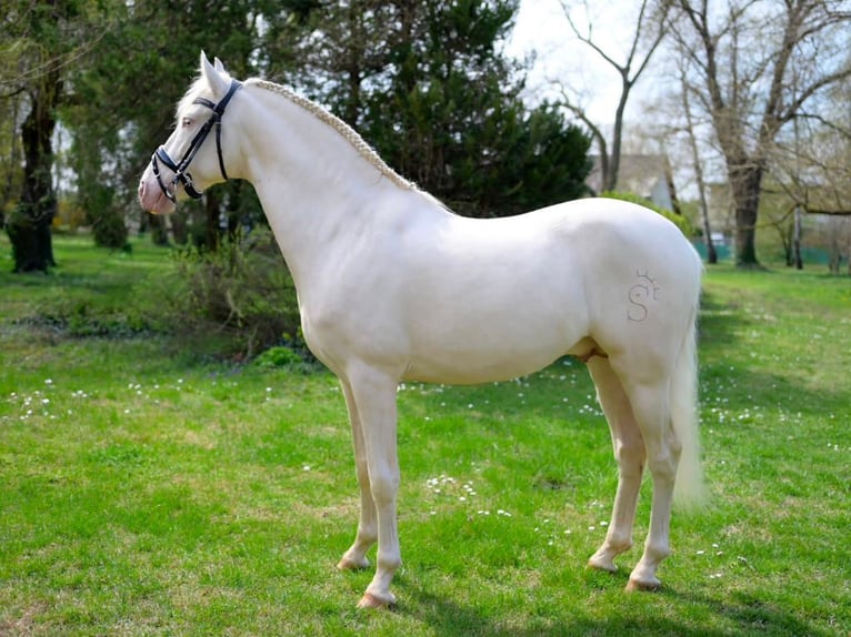 PRE Mix Hengst 5 Jaar 158 cm Cremello in Navas Del Madroño