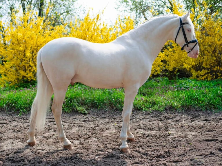 PRE Mix Hengst 5 Jaar 158 cm Cremello in Navas Del Madroño