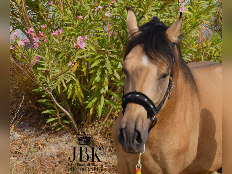 PRE Hengst 5 Jaar 158 cm Falbe in Tabernas Almeria