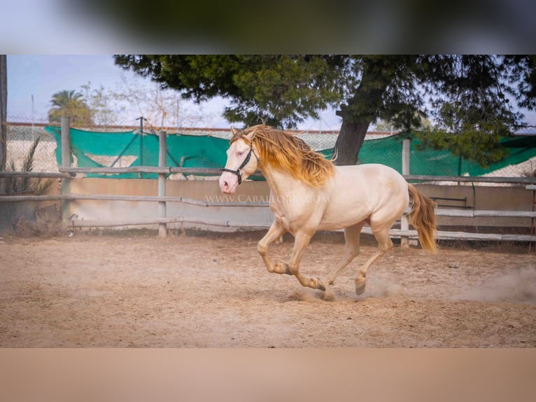 PRE Hengst 5 Jaar 158 cm Perlino in Rafelguaraf