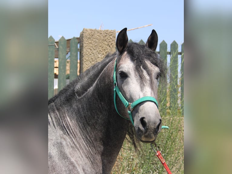 PRE Hengst 5 Jaar 158 cm Schimmel in Vejer de la Frontera