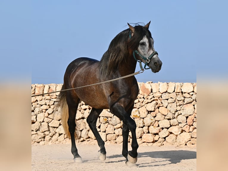 PRE Hengst 5 Jaar 158 cm Schimmel in Menorca