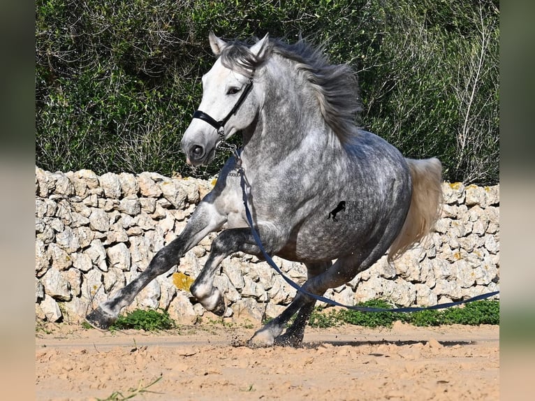 PRE Hengst 5 Jaar 158 cm Schimmel in Menorca