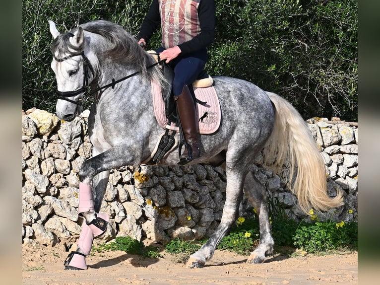 PRE Hengst 5 Jaar 158 cm Schimmel in Menorca