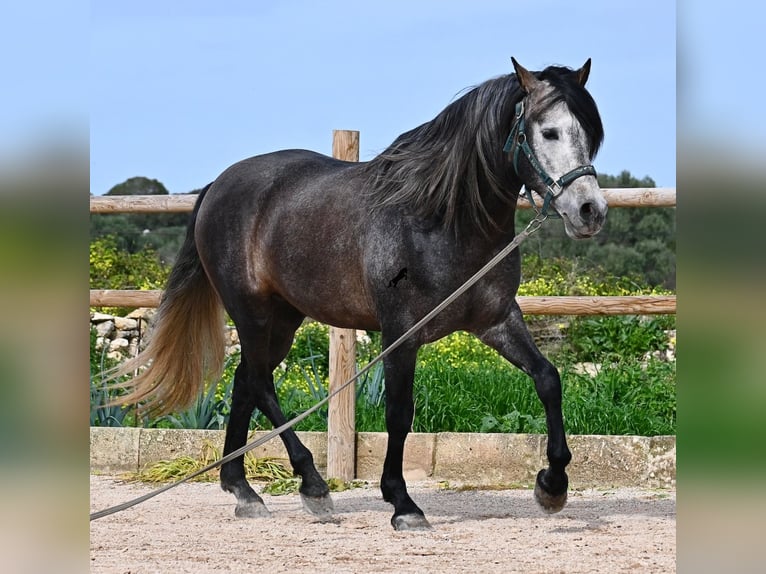 PRE Mix Hengst 5 Jaar 158 cm Schimmel in Menorca
