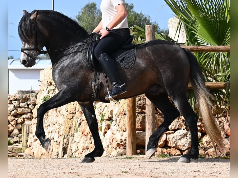 PRE Mix Hengst 5 Jaar 158 cm Schimmel in Menorca