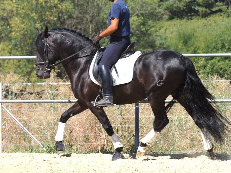 PRE Mix Hengst 5 Jaar 158 cm Zwart in NAVAS DEL MADRONO