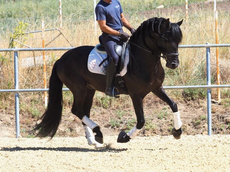 PRE Mix Hengst 5 Jaar 158 cm Zwart in NAVAS DEL MADRONO