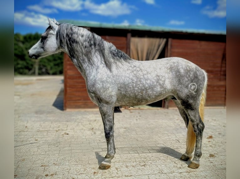 PRE Mix Hengst 5 Jaar 159 cm Appelschimmel in Sevilla