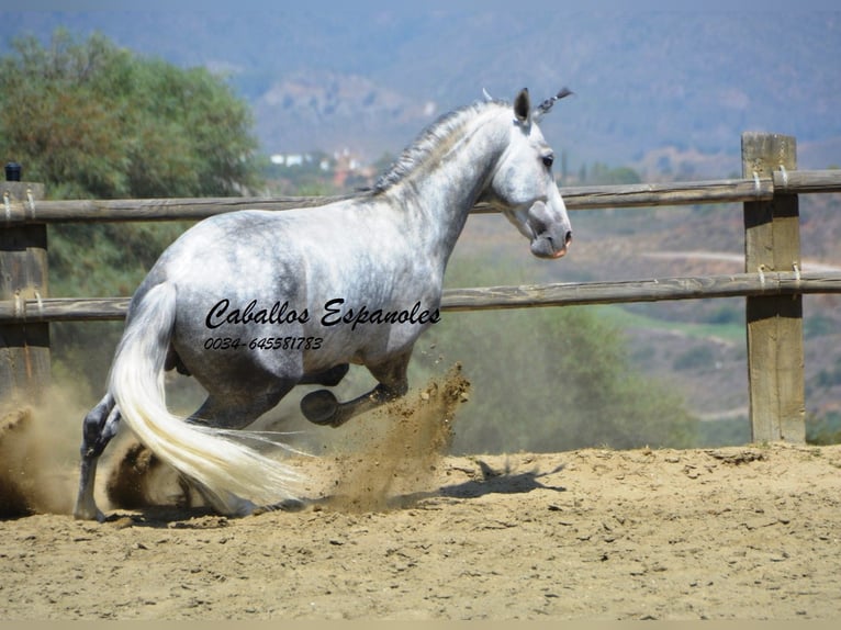 PRE Hengst 5 Jaar 159 cm Appelschimmel in Vejer de la Frontera