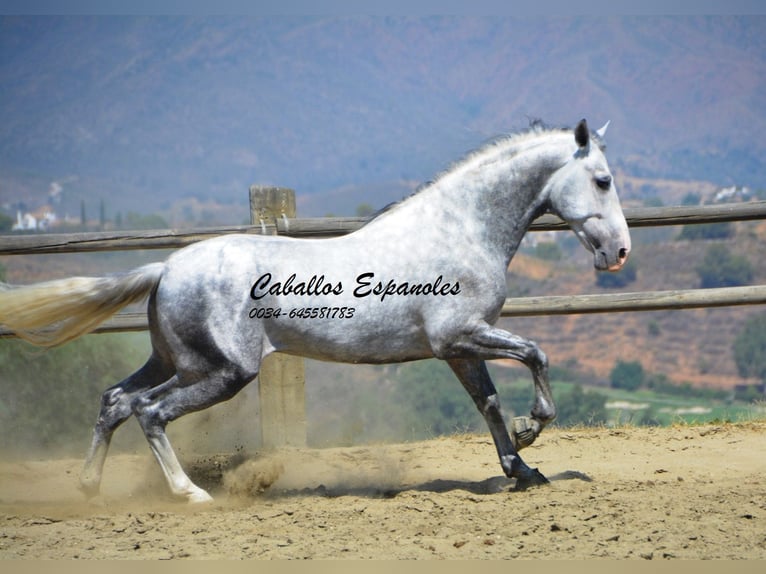 PRE Hengst 5 Jaar 159 cm Appelschimmel in Vejer de la Frontera