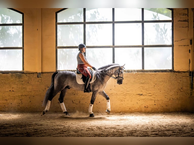 PRE Hengst 5 Jaar 159 cm Blauwschimmel in Rafelguaraf