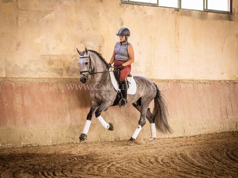 PRE Hengst 5 Jaar 159 cm Blauwschimmel in Rafelguaraf