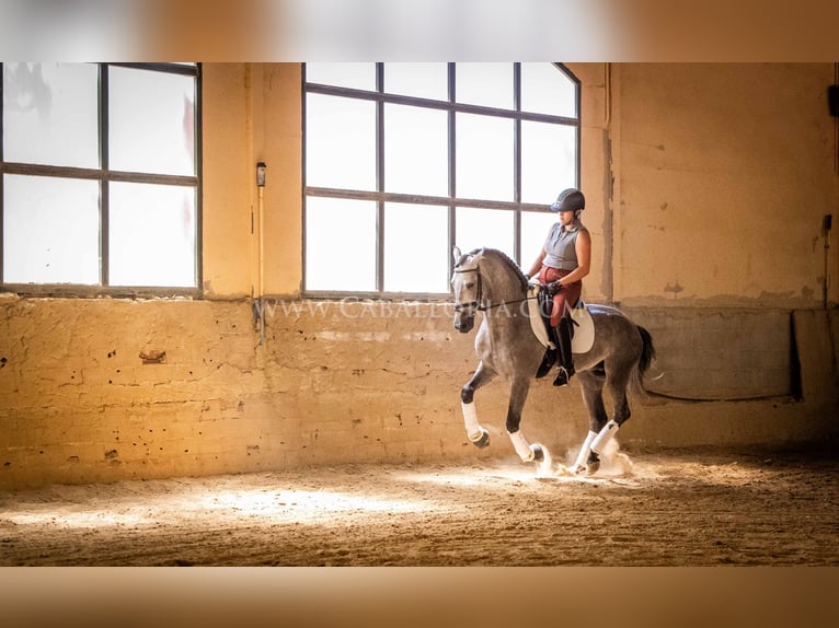 PRE Hengst 5 Jaar 159 cm Blauwschimmel in Rafelguaraf