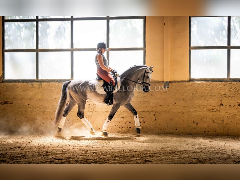 PRE Hengst 5 Jaar 159 cm Blauwschimmel in Rafelguaraf