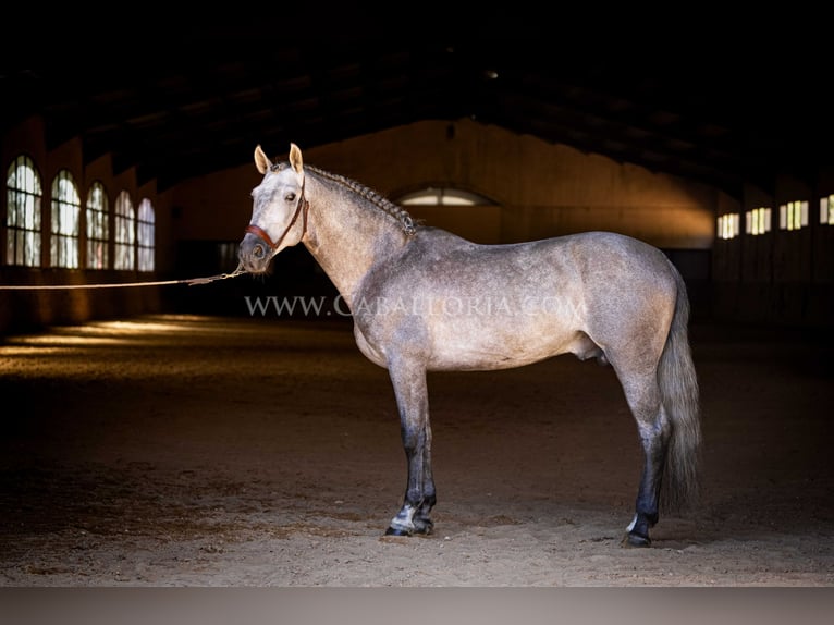 PRE Hengst 5 Jaar 159 cm Blauwschimmel in Rafelguaraf