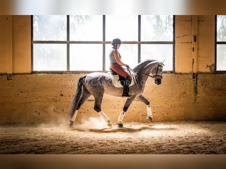 PRE Hengst 5 Jaar 159 cm Blauwschimmel in Rafelguaraf