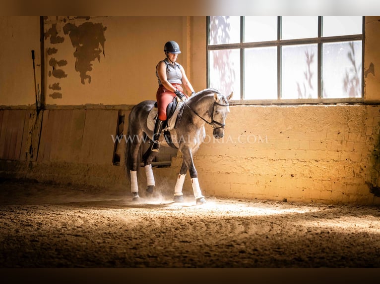 PRE Hengst 5 Jaar 159 cm Blauwschimmel in Rafelguaraf