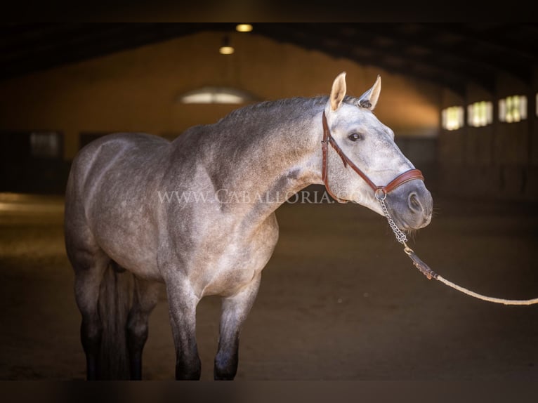 PRE Hengst 5 Jaar 159 cm Blauwschimmel in Rafelguaraf