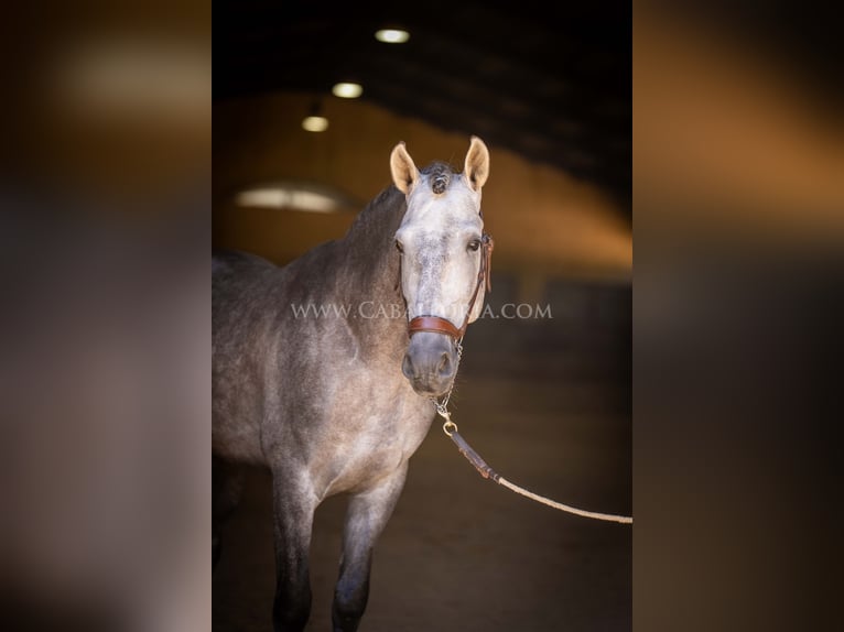 PRE Hengst 5 Jaar 159 cm Blauwschimmel in Rafelguaraf