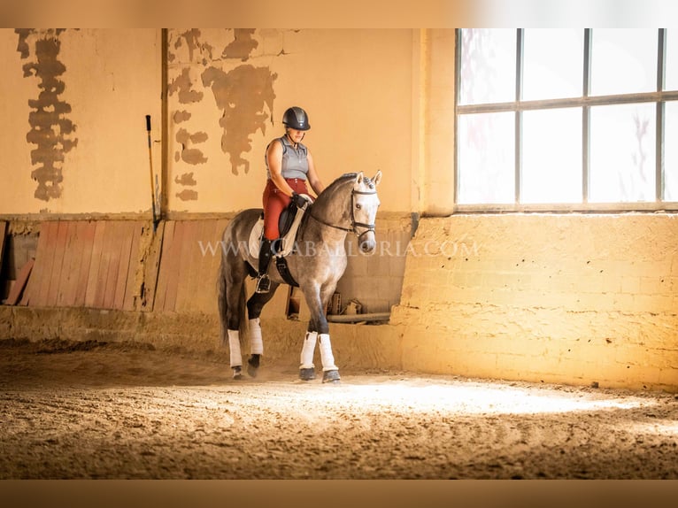 PRE Hengst 5 Jaar 159 cm Blauwschimmel in Rafelguaraf