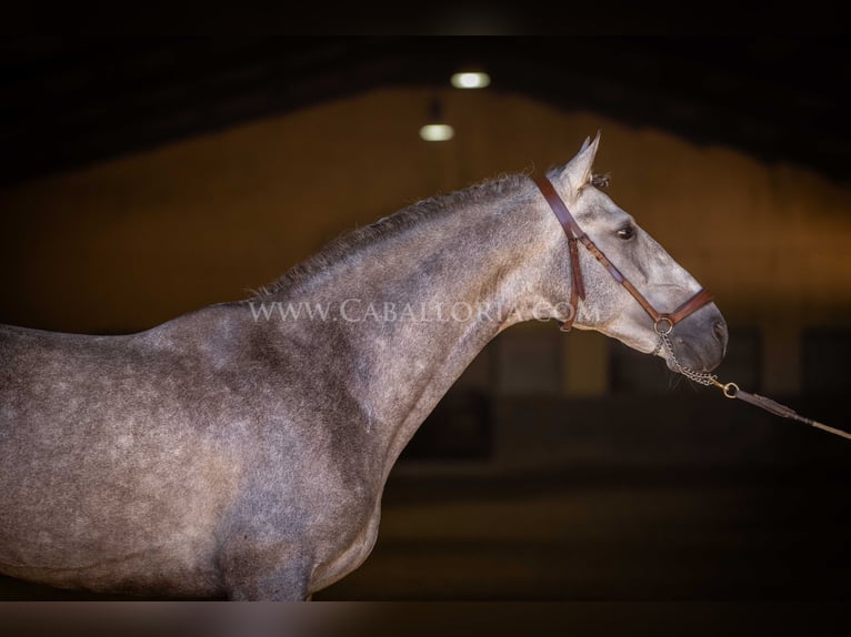 PRE Hengst 5 Jaar 159 cm Blauwschimmel in Rafelguaraf