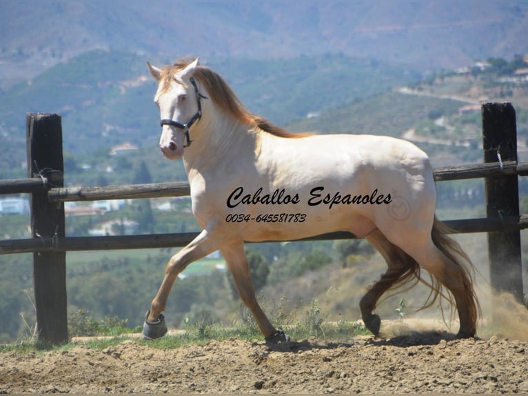 PRE Hengst 5 Jaar 159 cm Cremello in Vejer de la Frontera