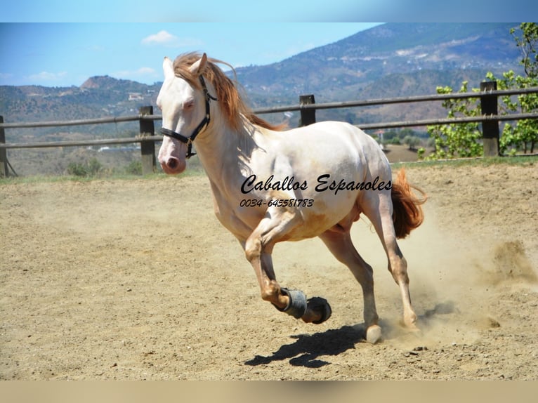 PRE Hengst 5 Jaar 159 cm Cremello in Vejer de la Frontera