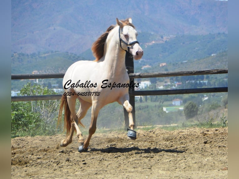 PRE Hengst 5 Jaar 159 cm Cremello in Vejer de la Frontera