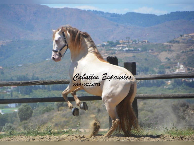 PRE Hengst 5 Jaar 159 cm Cremello in Vejer de la Frontera