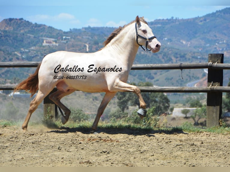 PRE Hengst 5 Jaar 159 cm Cremello in Vejer de la Frontera