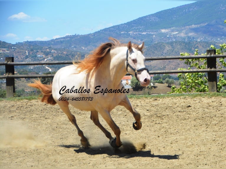 PRE Hengst 5 Jaar 159 cm Cremello in Vejer de la Frontera