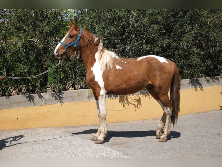 PRE Mix Hengst 5 Jaar 159 cm Gevlekt-paard in Hamburg