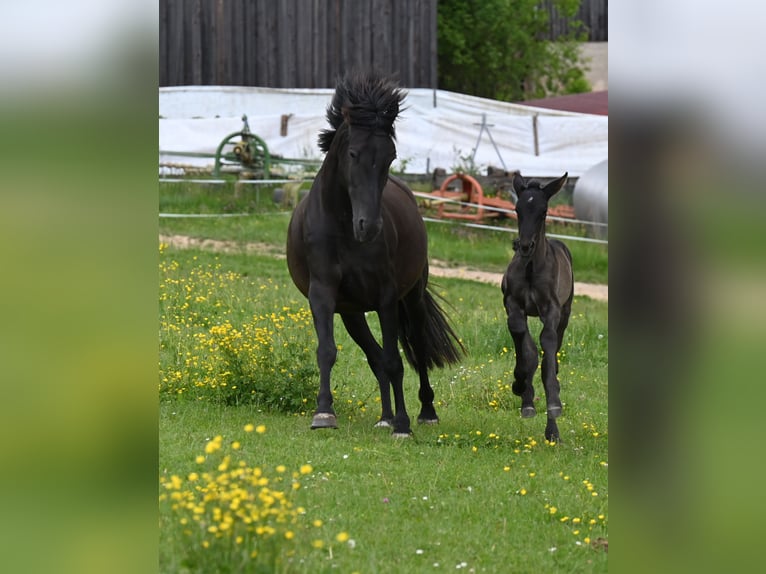 PRE Mix Hengst 5 Jaar 159 cm Zwart in Klettgau