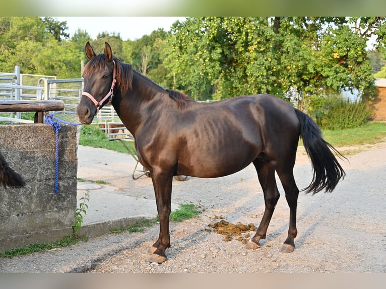 PRE Mix Hengst 5 Jaar 159 cm Zwart in Klettgau
