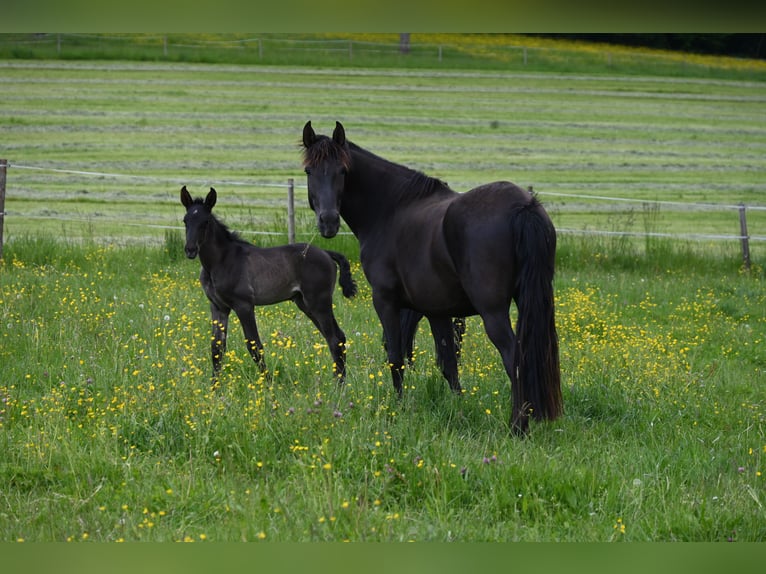 PRE Mix Hengst 5 Jaar 159 cm Zwart in Klettgau