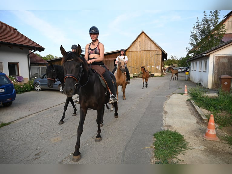 PRE Mix Hengst 5 Jaar 159 cm Zwart in Klettgau