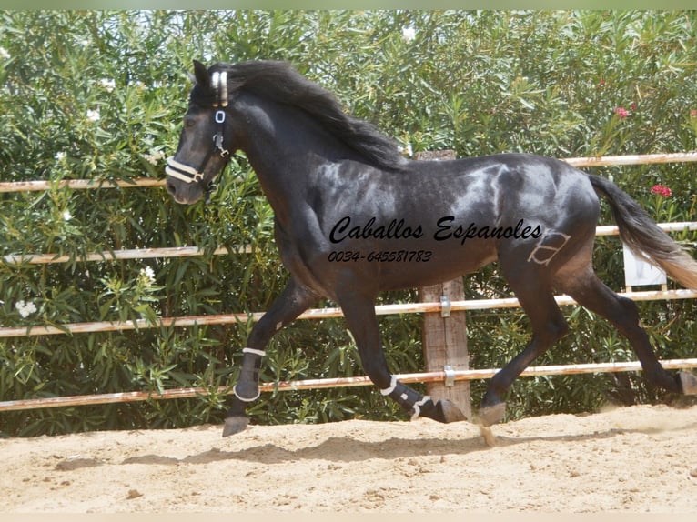 PRE Hengst 5 Jaar 159 cm Zwartschimmel in Vejer de la Frontera