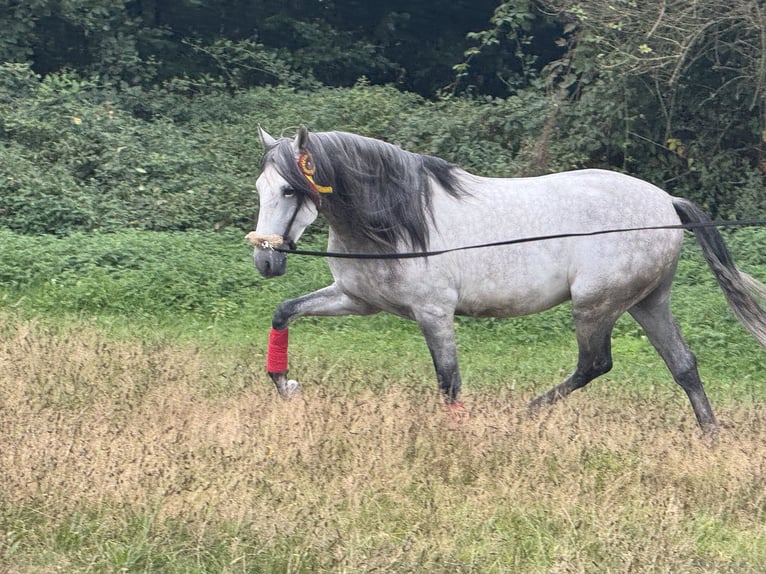 PRE Hengst 5 Jaar 160 cm Appelschimmel in M&#xFC;nster