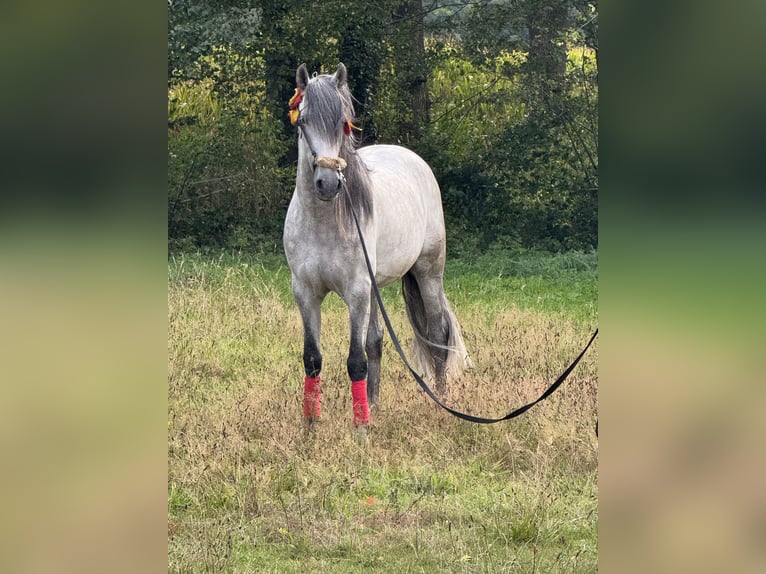 PRE Hengst 5 Jaar 160 cm Appelschimmel in M&#xFC;nster