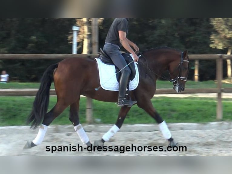 PRE Mix Hengst 5 Jaar 160 cm Bruin in Barcelona