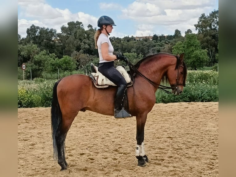 PRE Mix Hengst 5 Jaar 160 cm Bruin in Sevilla